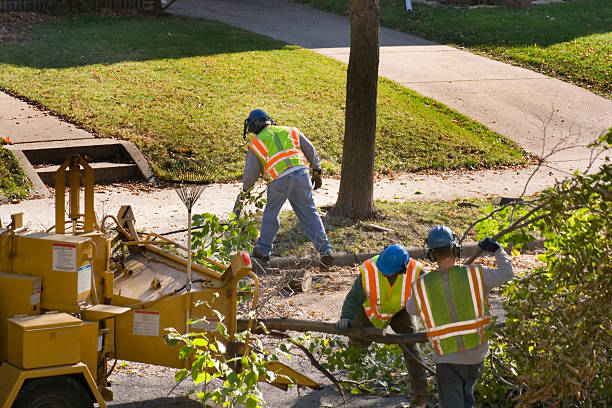 Best Tree Maintenance Programs  in Robins Af, GA